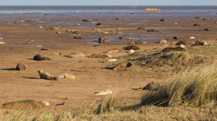Donna Nook Seals