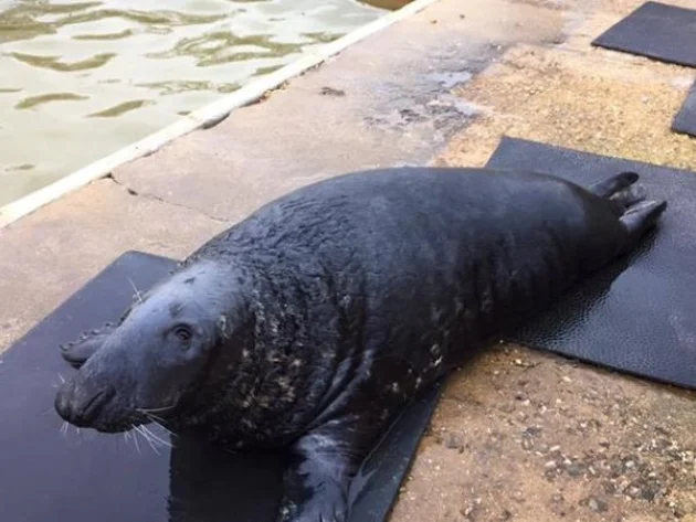 Mablethorpe Seal Sanctuary